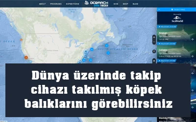 Dünya üzerinde takip cihazı takılmış köpek balıklarını gösteren OCEARCH sitesi